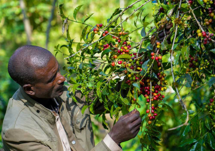 Ethiopia Yrgacheffe Konga Grade 1