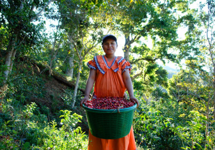 Panama Esmeralda Private Collection Geisha Natural