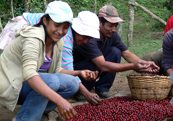 El Salvador Finca Kilimanjaro Natural Process