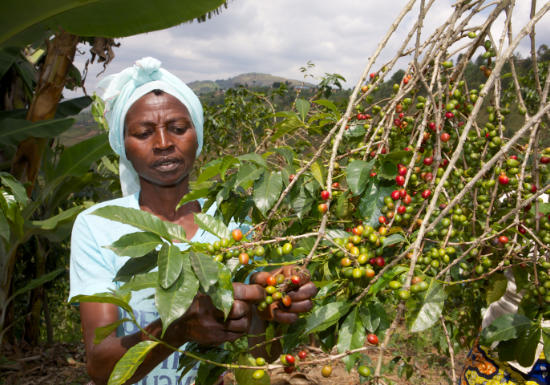 Rwanda Bourbon French Roast